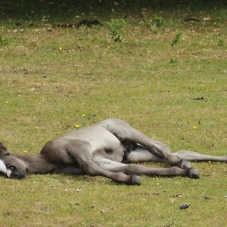 Avondale New Forest Godshill  Екстериор снимка