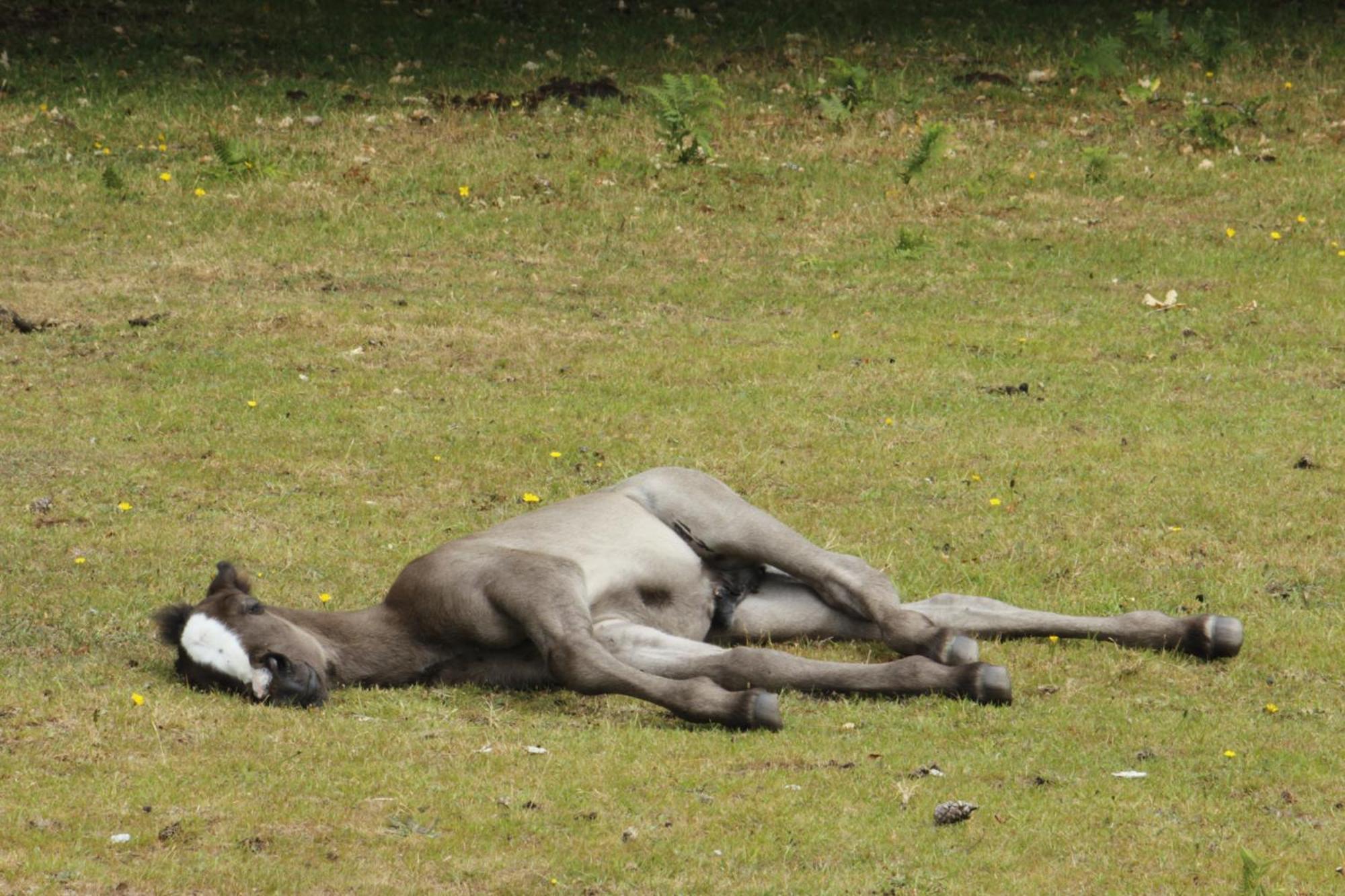 Avondale New Forest Godshill  Екстериор снимка